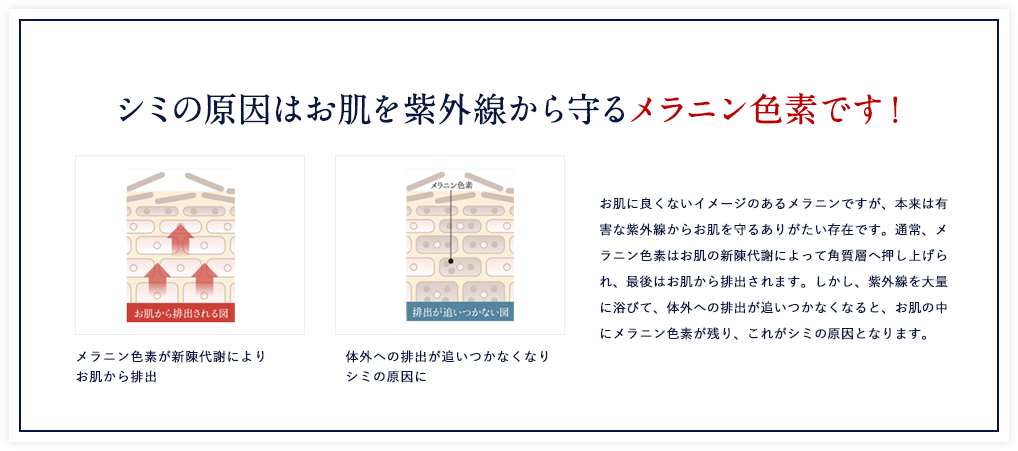 シミの原因はお肌を紫外線から守るメラニン色素です!メラニン色素が新陳代謝によりお肌から排出c 体外への排出が追いつかなくなりシミの原因に お肌に良くないイメージのあるメラニンですが、本来は有害な紫外線からお肌を守るありがたい存在です。通常、メラニン色素はお肌の新陳代謝によって角質層へ押し上げられ、最後はお肌から排出されます。しかし、紫外線を大量に浴びて、体外への排出が追いつかなくなると、お肌の中にメラニン色素が残り、これがシミの原因となります。